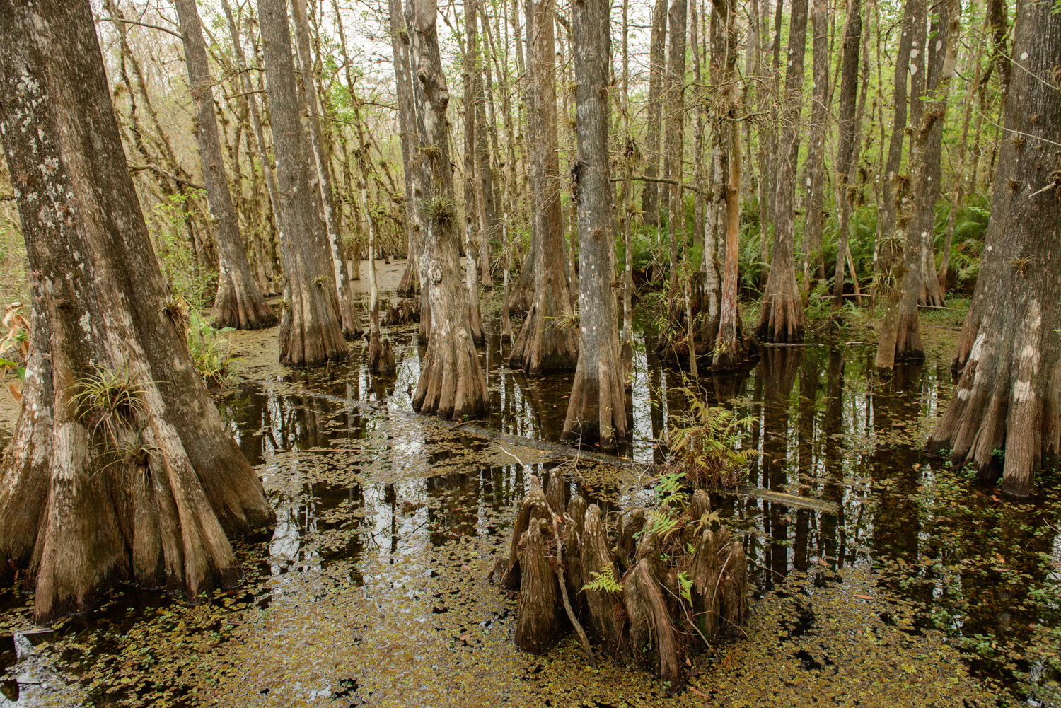 Cypress slough