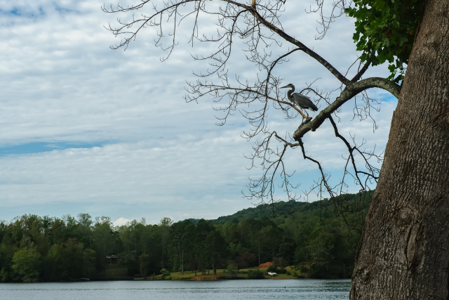 Crane on Watts Bar Lake