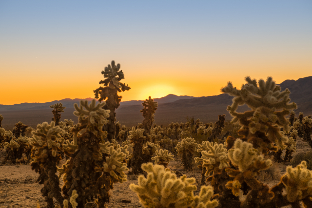 Sunrise at Cholla Cactus Garden in Joshua Tree National Park