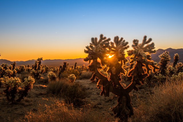 Sunrise at Cholla Cactus Garden in Joshua Tree National Park