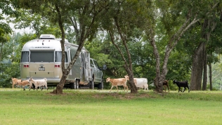 Goats stop by to say hello at Jackson Lake Island