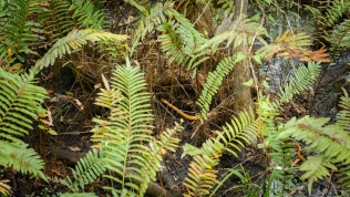 Yellow Rat Snake - a very, very long snake
