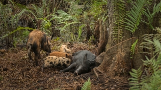 Yep, there are feral pigs living in the slough