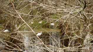 White Ibises