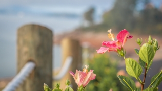 Flowers along Douglas Lake