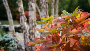 Walking trail along Douglas Lake