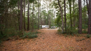 Our huge site at Carolina Beach State Park
