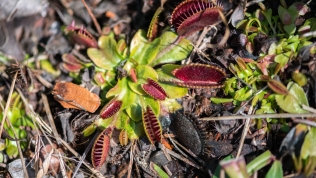 Venus Fly Trap
