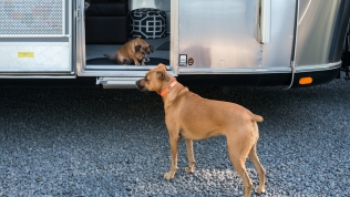 Blue welcomes Gadget to AM Solar