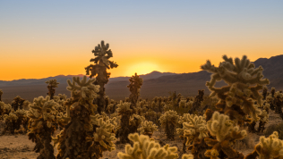 Sunrise at Cholla Cactus Garden in Joshua Tree National Park