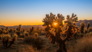 Sunrise at Cholla Cactus Garden in Joshua Tree National Park