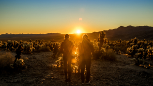 Sunrise at Cholla Cactus Garden in Joshua Tree National Park